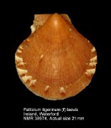 Palliolum tigerinum (f) laevis (2)